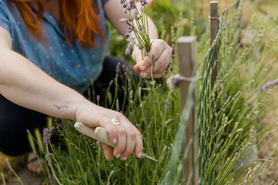 How to Grow Lavender in Pots Without Wet Roots