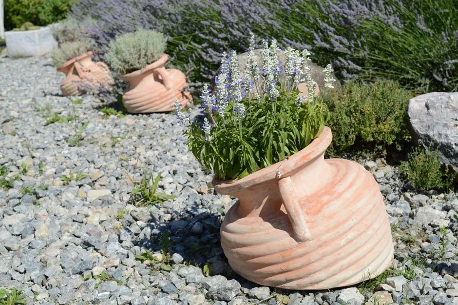 How to Prune Lavender Without Cutting Old Wood
