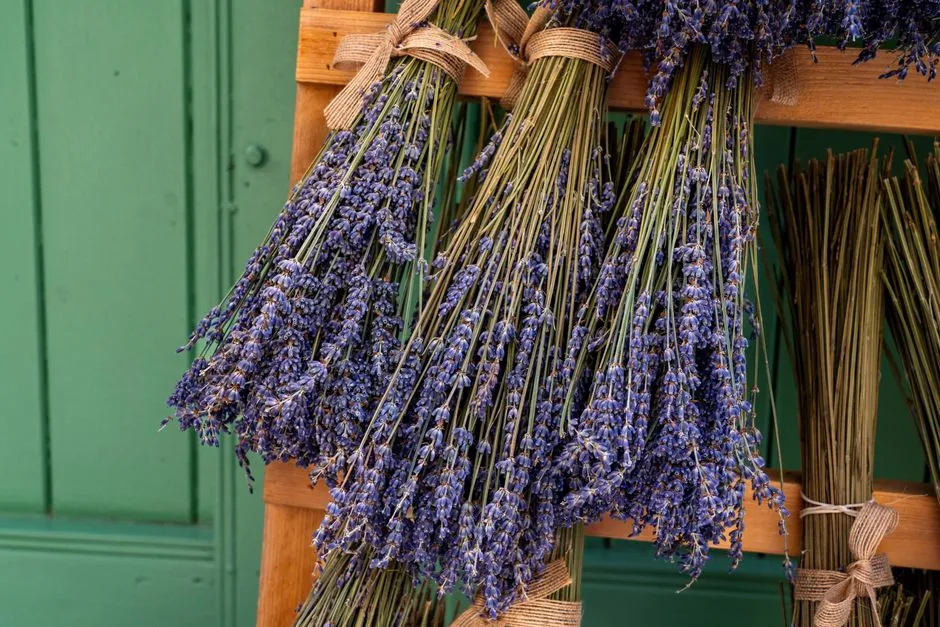 How to Harvest Lavender for Tea: Flowers and Leaves